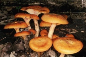 В Бахчисарае ребенок отравился грибами