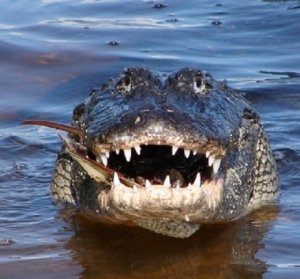 Суд в Крыму отобрал у фотографа-живодера крокодила