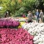 Никитский ботанический сад открыл «Бал хризантем»