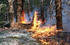 В Крыму исторический минимум по числу лесных пожаров