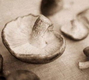 Два жителя Красноперекопска отравились грибами