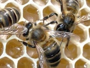 Крымчанин будет жить с 40 миллионами пчел