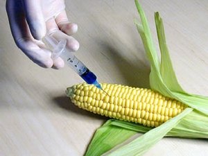 В Украине желают разрешить выращивать ГМО-культуры