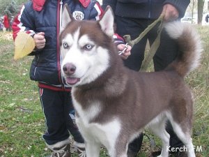 В Керчи прошёл чемпионат Крыма между собак