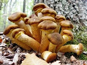 Леса под Севастополем «усеяны» грибами