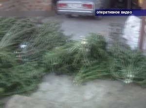 Сотрудники крымского УБОПа изъяли около 100 килограммов марихуаны у жителя полуострова