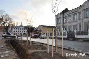 В Керчи пройдёт акция «Посади дерево»