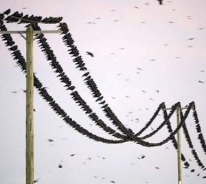 «Крымэнерго» потратило 130 тыс. гривен. на защиту сетей от птиц