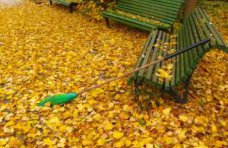 Крымчан призвали не сжигать опавшие листья