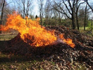 Крымчан призывают не сжигать опавшие листья