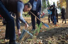В Алуште высадили новые деревья