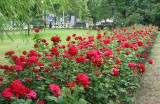 На набережной в Феодосии высадят розы