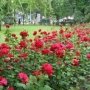 На набережной в Феодосии высадят розы