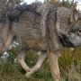 В подъезде дома на севере Крыма обнаружили волка