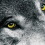 В Красноперекопске в подъезде нашли волка