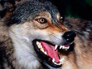 В подъезде крымской многоэтажки нашли волка