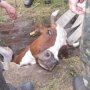 Крымские коровы продолжают падать в колодцы и застревать в стенах