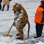 «Чистому городу» предложили поручить уборку снега в Столице Крыма