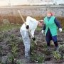 На набережной Феодосии посадят 2543 тыс. кустов роз