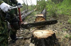 На востоке Крыма незаконно вырубили 200 деревьев