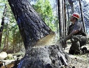 Под Керчью лесники незаконно вырубили 200 деревьев