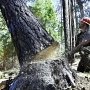 Под Керчью лесники незаконно вырубили 200 деревьев