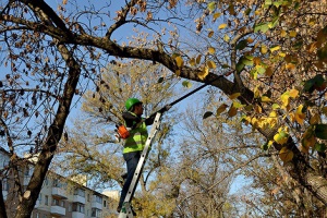 В Симферопольской мэрии похвастались спиленным деревом