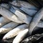 В Крыму браконьер наловил рыбы на 2,6 тыс. гривен.