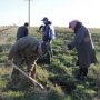 В Крыму 1,4 тыс. человек высадили деревья вдоль дорог