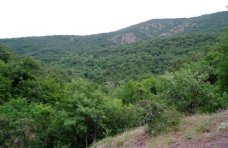 В Крыму лесами покрыто почти 12% территории