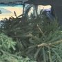 В Белогорске лесники задержали автомобиль с елками