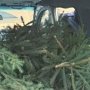 Белогорские лесники задержали автомобиль с елками