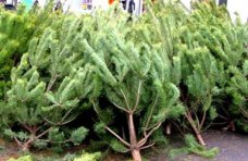 В Столице Крыма новогодние елки будут продавать в 36 местах