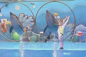 В Алуштинском дельфинарии прошла премьера новогоднего спектакля