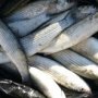 На озере Сасык-Сиваш поймали браконьера с 17 кг рыбы
