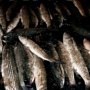 Кефали на 100 тысяч гривен наловили браконьеры в Крыму