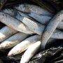 Инспекторы Керченской рыбоохраны поймали браконьеров