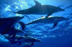 Экологи бьют тревогу: дельфинам в Крыму негде зимовать