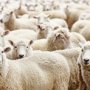 В Крыму увеличилось поголовье овец
