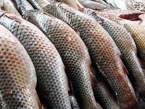 Инспекторы рыбохраны Керчи задержали браконьеров