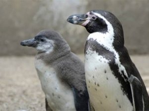 Пингвины могут поселиться в Крыму