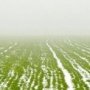 В Крыму более 430 тыс. га засеяли озимыми зерновыми