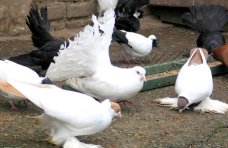 Подросток окажется за решеткой из-за кражи 20 голубей