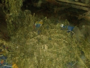 У крымчанина нашли более 6 кг марихуаны