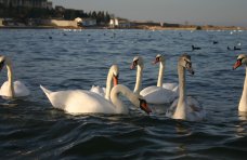 Крымские орнитологи призвали подкармливать лебедей только в промежуток времени сильных морозов