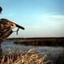 В Крыму охотники по ошибке отстреливают редких птиц, – орнитологи
