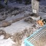 Селянину, разбившему кладбищенскую оградку, грозит уголовная ответственность