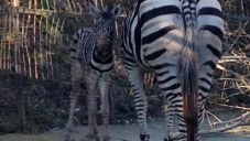 В Ялте в зоопарке «Сказка» впервые родилась зебра