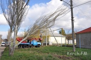 В Керчи из-за ветра тополь рухнул на линии электропередач