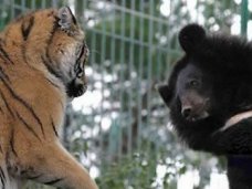 Под Севастополем планируется открыть парк медведей и тигров